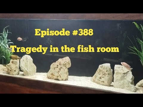 Tragedy in the 275 aquarium . Tragedy in the fish room lost all African cichlids in the 275 gallon aquarium all but two cichlids. 