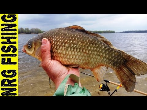Клев крупного карася Клев крупного карася