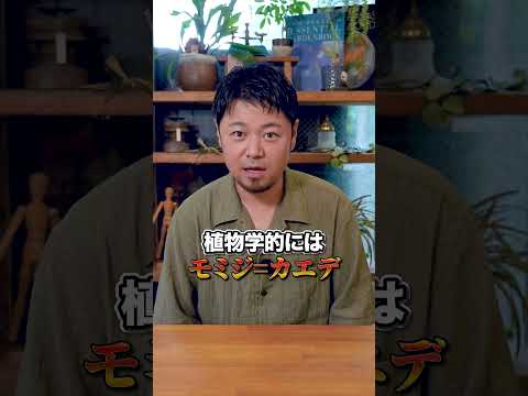 【丸わかり!】魅力的なモミジを3つ紹介!四季で姿を変える超オススメなシンボルツリー!
