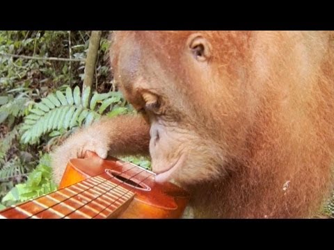 GoPro: Orangutan Plays A Ukulele - UCqhnX4jA0A5paNd1v-zEysw