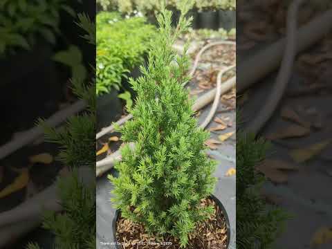 Thanh thoát như dáng trúc, vững chãi như tùng #SonTung #ElegantVibes #Minimalism #LuxuryCorner