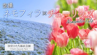 【2025年最新版】空撮で魅せるネモフィラ＆チューリップ｜茨城・国営ひたち海浜公園【絶景茨城】
