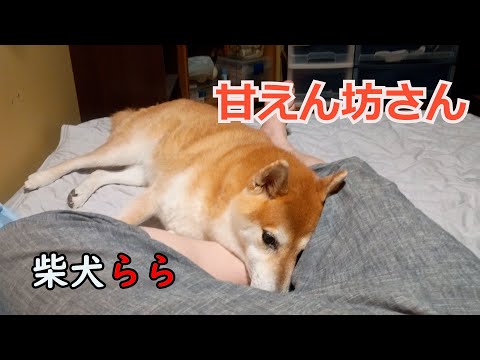 甘えん坊さん