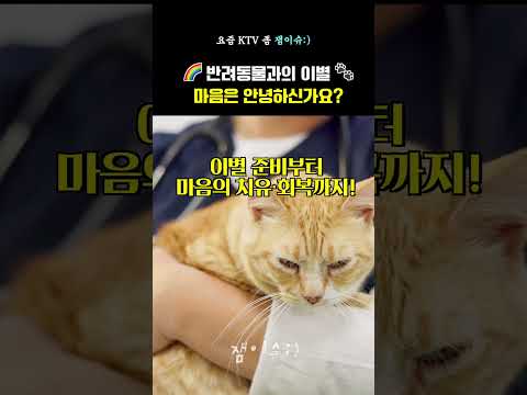 🌈반려동물과의 이별🐾 마음은 안녕하신가요? #펫로스 #심리지원