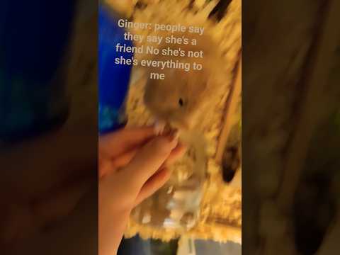 two cute hamster sisters 😁😍 🐹 🐹