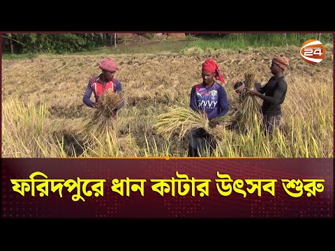 ফরিদপুরে ধান কাটার উৎসব শুরু, কৃষি উপকরনের দাম কমানোর দাবী | Faridpur News | Paddy | Channel 24