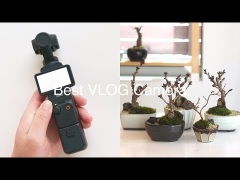 VLOGカメラの決定版、DJI OSMO Pocket 3 レビュー | 盆栽作りの休日VLOG | Nagomi-ke_log 003