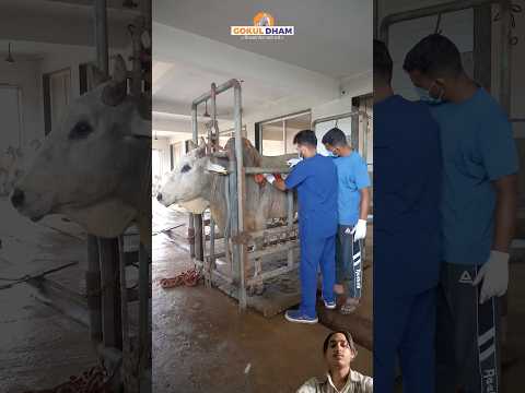 एतना अत्याचार ना किया करो🥹#animals #foryou #cow #cowvideos #help #helpanimals #helping #ytshorts