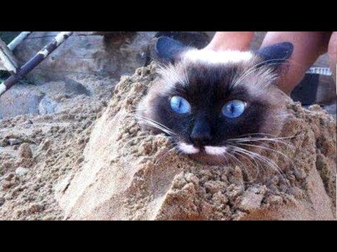 CATS are super HARD TRY NOT TO LAUGH CHALLENGE - Funny CAT compilation - UC9obdDRxQkmn_4YpcBMTYLw