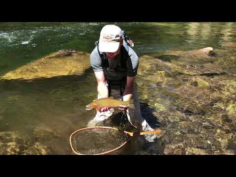 Releasing a native cutthroat on the North Fork of the Clearwater