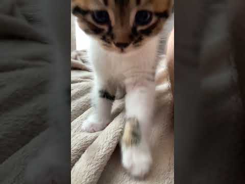 Kitty catch You ! #shorts , #kitty , #emotionalcats
