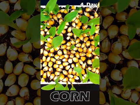 Corn growing from top - 10 days - time lapse #shorts