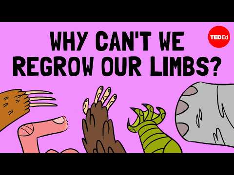 How do animals regrow their limbs? And why can't humans do it? -
Jessica Whited