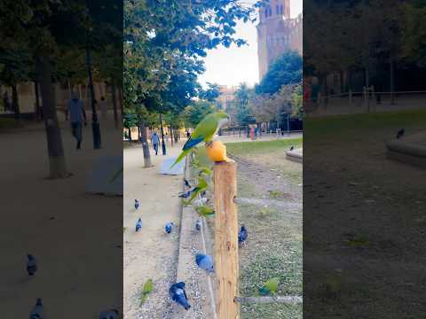 💚🩷💚 #song #love #ytshorts