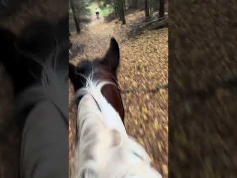 Moj szczęśliwy Spirit 😍❤️ szaleństwo po lesie #konie #horse #las #forest