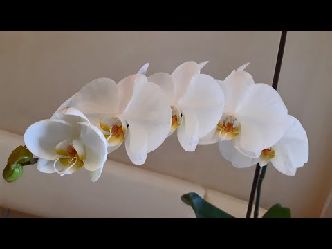 Пересадка фаленопсиса из ЛеруаМерлен