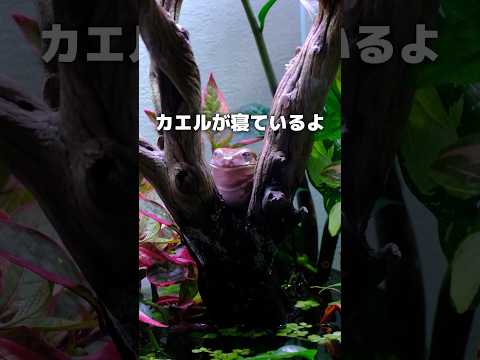 ほら！カエルが寝ているよ！