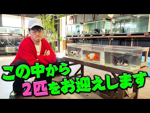 一旦閉店の金魚屋あいこで最後の出会いに悩む総長