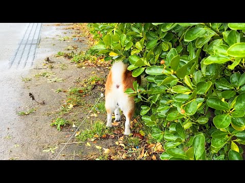 雨の日は顔が濡れないように、小さな木の下で雨宿りしながら散歩する柴犬