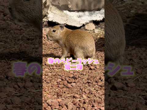 犬の動画サムネイル - 赤ちゃんたちはスクスクと成長中♪あたたかく見守ってください！#伊豆シャボテン動物公園 #ベビーラッシュ #capybara
