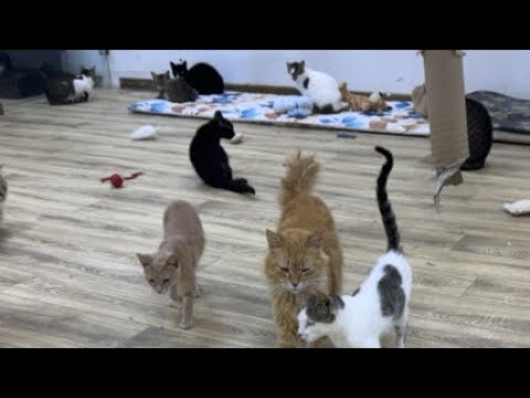 First livestream after the flood !