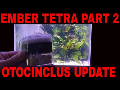 Otocinclus Update, Ember Tetra Part 2 Hi guys.
On this episode we'll be taking a look at the oto babies and I'll be showing you part two o