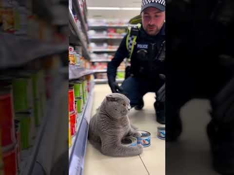 “Chubby Cat Refuses to Give Up Tuna to Police Officer!” 🐱🐟🚔