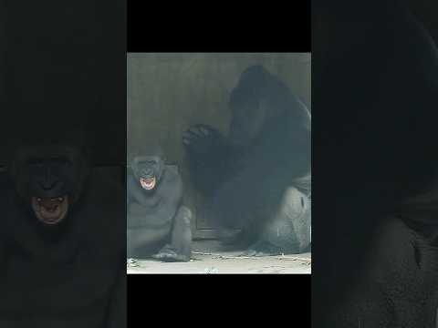 台北市立動物園で楽しむ金剛猩猩のかわいい遊び風景 サムネイル