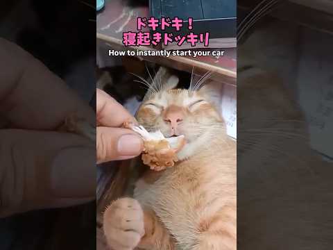 猫への感謝を伝える動画｜かわいい猫と感動のメッセージ サムネイル