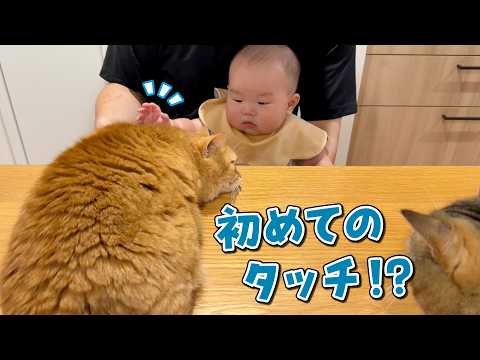 愛猫が甘えん坊すぎて赤ちゃんの距離が近付いてきました!