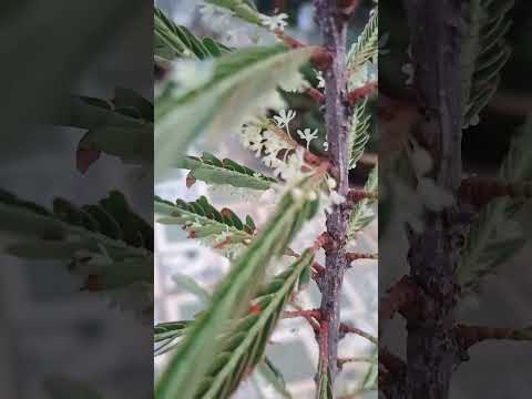 🙏🔥 Welcome to my terrace garden.Medicinal plant #gooseberry (amla)😳📈