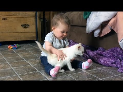 GET READY TO LAUGH! - FUNNIEST BABIES and ANIMALS will make you LAUGH all day long