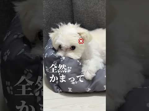 angry dog#Dog #Cute #Angry #Sullen #maltese #犬 #可愛い #怒る #不機嫌 #チワマル #pets #ペット