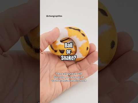 Why do snakes roll into a ball? Ball python defense mechanism.