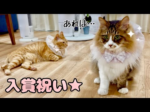 入賞祝いに大興奮なぽこまると冷静なまるとら🐱🎊