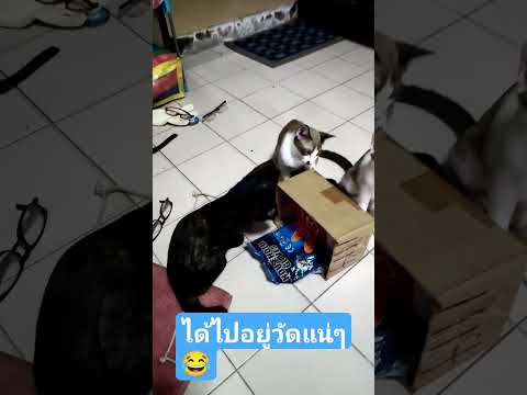 แบบนี้ไม่รอดแน่ๆ😀#แมวน่ารัก และซนมาก😁