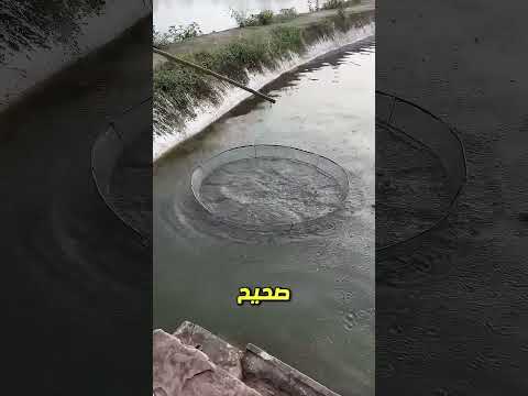 حاول الصيد باستخدام بطة… ثم حدث هذا 😱