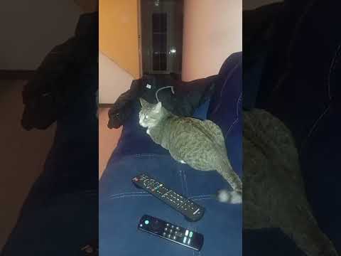 Felicidad ❤️ #reels #cat #gatos #viralvideo #pets #love #pancho #simon #shorts #felicidad