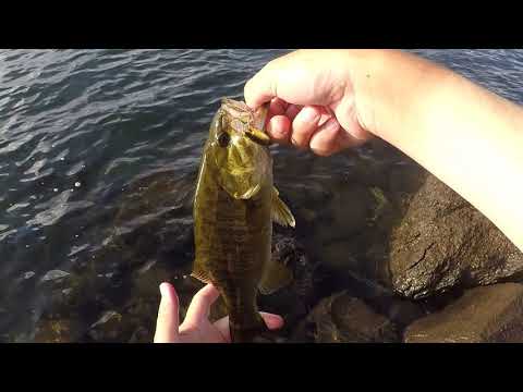 【桧原湖】おかっぱりでスモール爆釣  japanese smallmouth bass fishing in lake hibara