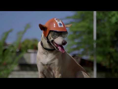 Meet Bogie the Filipino motorcycle dog