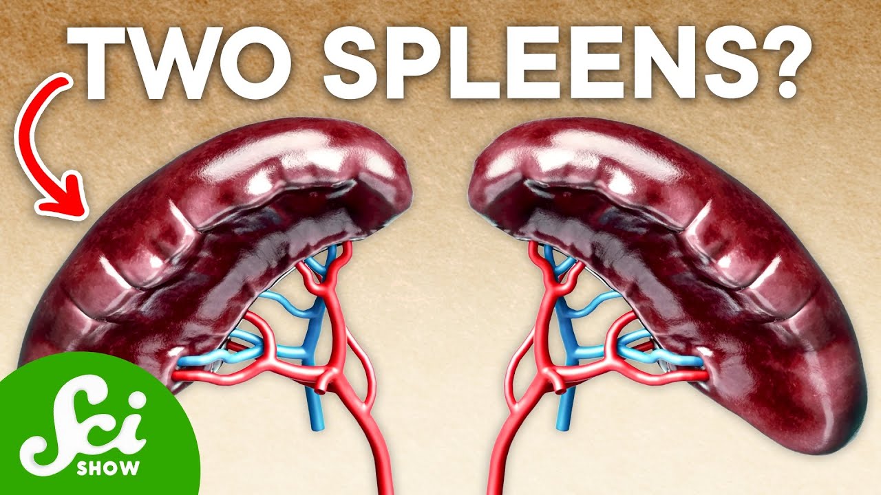How Many Spleens Do You Have? The Answer May Surprise You
