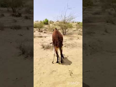 Royal animal kingdom power meeting #horse #meeting #caw #funnyvideo #ytshorts #goats #viralpost