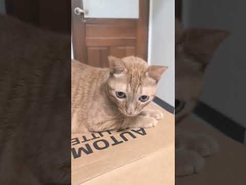 #我家有一顆按鈕總是會發出奇怪的聲音