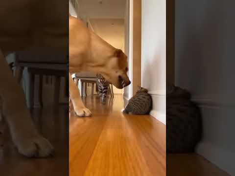"NOT MY KITTEN!" Tiny Cat Scares Off Massive Dog 👑💪