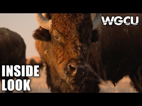 The American Buffalo | Inside Look | A Film by Ken Burns Coming October 16 to PBS image