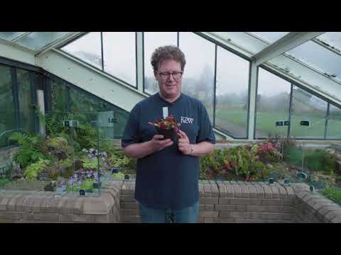 johnlewis.com & John Lewis Voucher Code video: How to care for your Venus flytrap | John Lewis | Kew Gardens