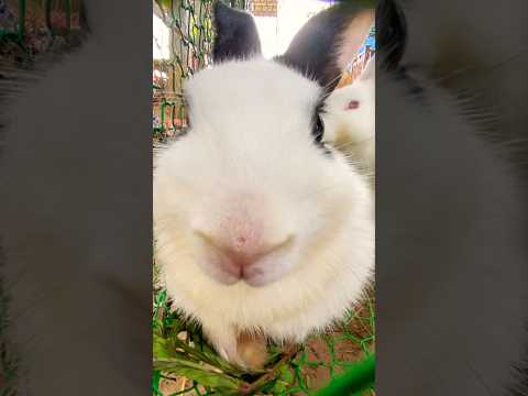 #cute #yummy #rabbit #rabbits #lovely #love #shortvideo #short #shorts #top #funny #shortvideo #top