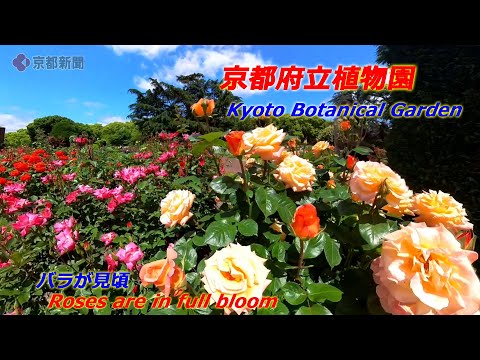 京都府立植物園でバラが見頃【4K動画】（2024年5月9日　京都市左京区）　Best time to see roses at Kyoto Botanical Garden