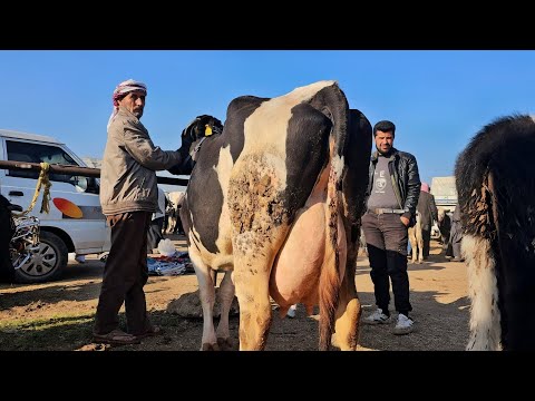 سوق الابقار في معرة مصرين ٥بقرات حليب كفالة ١٥٠لتر بليوم بتاريخ 10/16لتواصل 0997192642