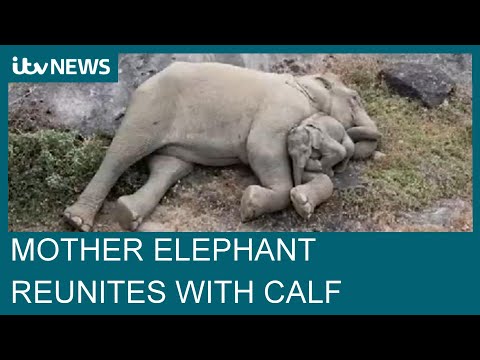 Aerial shots show mother elephant cuddling her missing calf days after reunion | ITV News